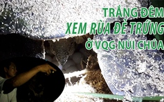 Trắng đêm xem rùa đẻ trứng ở Vườn Quốc gia Núi Chúa