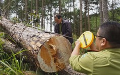 Rừng thông ở thị trấn Nam Ban, Lâm Đồng lại bị triệt hạ
