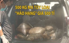 Rợn tóc gáy với kho ma túy "hảo hạng" 500 kg giá 500 tỉ ở Sài Gòn