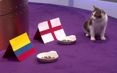 Tiên tri mèo dự đoán Anh và Colombia có thể đá 11m