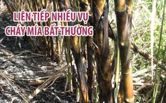 Bất an vì liên tiếp nhiều vụ cháy mía bất thường ở Phú Yên