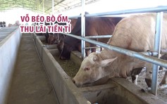 Mua bò ốm về vỗ béo, 4 tháng sau bán giá gấp đôi, thu lãi tiền tỉ