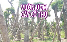 Cận cảnh vườn ươm cây cổ thụ giữa lòng Hà Nội