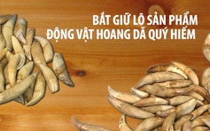 Vận chuyển móng vuốt sư tử, nanh báo châu Phi qua Tân Sơn Nhất