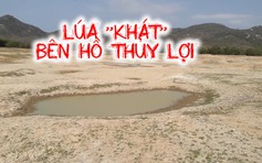 Lúa “khát” bên hồ thủy lợi cạn trơ đáy, khô như sa mạc