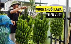 Đã mắt với vườn chuối Laba “tiến vua” xuất qua Nhật Bản