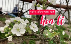 “Hết hồn” với giá hoa lê, mấy triệu đồng một cành vẫn đắt hàng sau Tết