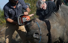 Giảm phong tỏa Covid-19, Nam Phi sợ thợ săn trộm tê giác quay lại