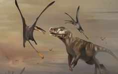 Hóa thạch thằn lằn bay kỷ Jura lớn, cực kì hiếm được tìm ra ở Scotland