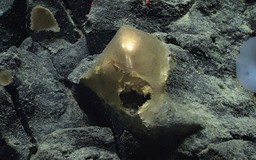 'Trứng vàng' bí ẩn dưới đáy biển làm rộ đồn đoán về sinh vật ngoài hành tinh