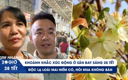 Xem nhanh 20h ngày 28 tết: Khoảnh khắc xúc động ở sân bay | Độc lạ hoa mai 'ngàn cây có một'