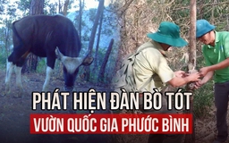 Phát hiện đàn bò tót ở Vườn quốc gia Phước Bình