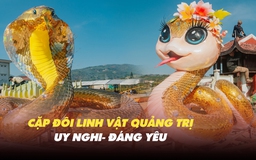 Cặp linh vật rắn ở Quảng Trị lại gây ‘sốt’: Vừa uy nghi vừa dễ thương