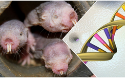 Bí mật ADN mở ra khả năng kéo dài tuổi thọ