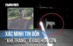 Xác minh tin đồn bầy 'khỉ trắng' ở đảo Hòn Sơn: Là chó nuôi của người dân