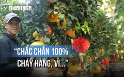 Bưởi Diễn rực vàng đường ở TP.HCM: Nhà vườn quả quyết 'cháy hàng 100%' vì...