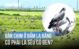'Danh tính' đàn chim lạ xuất hiện ở Quảng Ngãi