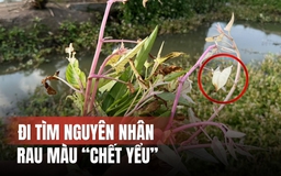 Đi tìm nguyên nhân rau màu 'chết' bất thường ở Đồng Tháp