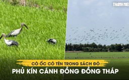 Xem hàng ngàn cò ốc có tên trong Sách đỏ phủ kín cánh đồng Đồng Tháp