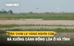 Đàn 'chim lạ' hàng nghìn con sà xuống cánh đồng lúa ở Hà Tĩnh