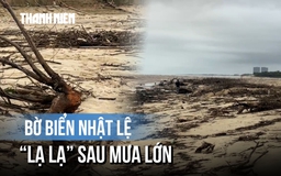 Bờ biển Nhật Lệ hóa 'bãi tập kết' củi, gỗ sau nhiều ngày mưa lớn