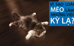 Vì sao loài mèo làm những việc kỳ lạ?