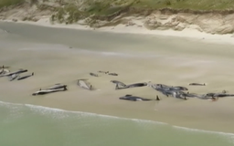 145 con cá voi hoa tiêu mắc cạn ở New Zealand
