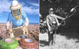 Mỹ từng nghiên cứu dùng ong, kiến chống du kích Việt Nam