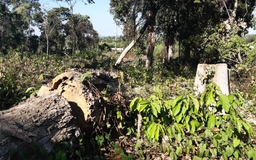 Đồng Nai: Điều tra làm rõ vụ Khu Bảo tồn phá rừng trồng dược liệu