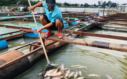 Người nuôi cá bè ở TP.Biên Hòa lại mất ăn mất ngủ vì cá chết