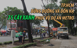 TP.HCM bứng dưỡng và đốn hạ 75 cây xanh phục vụ dự án Metro