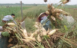 Hơn 2.500 tấn củ cải ở Hà Nội bị nhổ bỏ vì không thể tiêu thụ