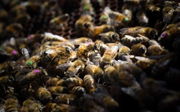 Nghiên cứu: Thuốc diệt cỏ của Monsanto tiêu diệt ong mật