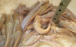 Gần 100 con cá trê bạch tạng được một người Sài Gòn nuôi