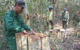 Vì sao rừng vẫn liên tục bị thảm sát?: Cần chính sách mới để giữ rừng