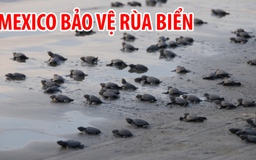 Kinh ngạc hình ảnh hàng chục ngàn con rùa trên bãi biển