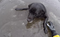 Giải cứu chú chó kẹt trong sông băng suốt 1 giờ