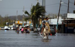 Đại học Harvard: 4.645 người chết tại Puerto Rico vì bão Maria