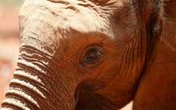 Nếp nhăn là... bí mật 'sắc đẹp' của voi châu Phi