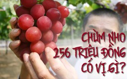 Tại sao người Nhật chịu trả 256 triệu đồng cho 25 trái nho?