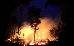 Nông dân Brazil tuyệt vọng chống chọi với cháy rừng Amazon