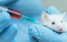 Vắc xin ngừa virus corona đang được thử nghiệm trên động vật