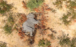 Bí ẩn hàng trăm con voi gục chết ở Botswana