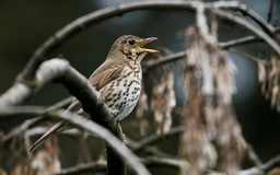 Người săn chim Pháp muốn bảo vệ 'truyền thống' dùng keo dính