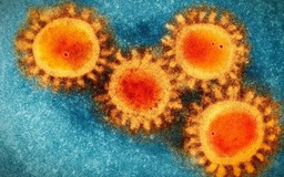 F0 đã khỏi bệnh chích vắc xin có thể có 'siêu miễn dịch' đối với Covid-19?