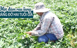 Một đám rau lang nâng đỡ hai cảnh già khốn khó