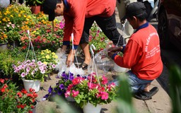 Hoa Tết rực rỡ trên các ngả đường, người Sài Gòn thấy Xuân cận kề