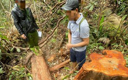 Kon Tum: Kỷ luật nhiều cán bộ liên quan vụ phá rừng 'khủng'