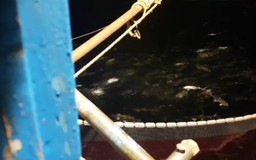 Ngư dân trúng mẻ lưới cá bè kỷ lục: Tôi không dùng chất nổ