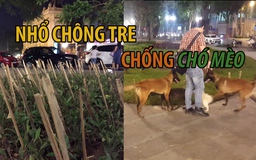 Những chông tre “yểu mệnh” chống chó mèo giữa thủ đô